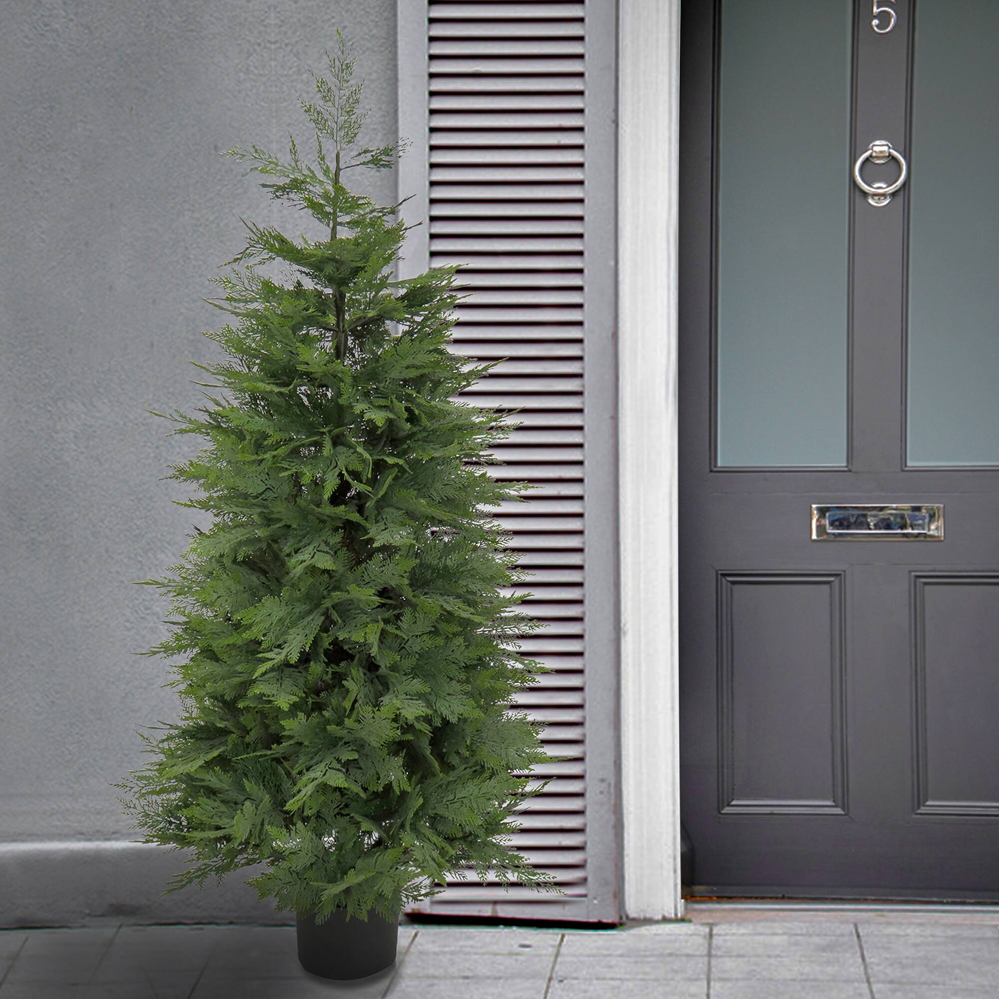 5ft. Cypress Tree In Nursery Pot